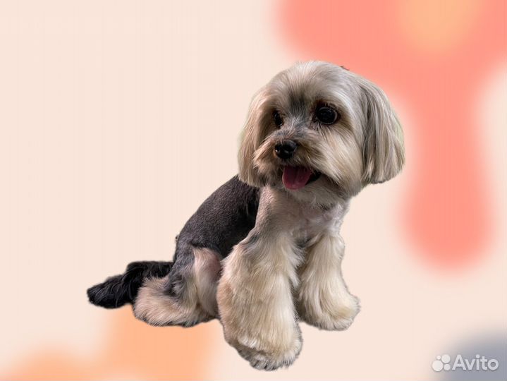 Груминг собак,стрижка собак,мытье,экспресс линька