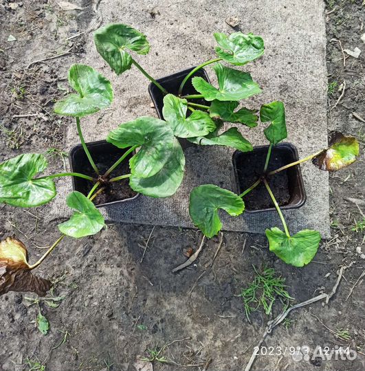 Калужница мультиплекс. Садовое растение