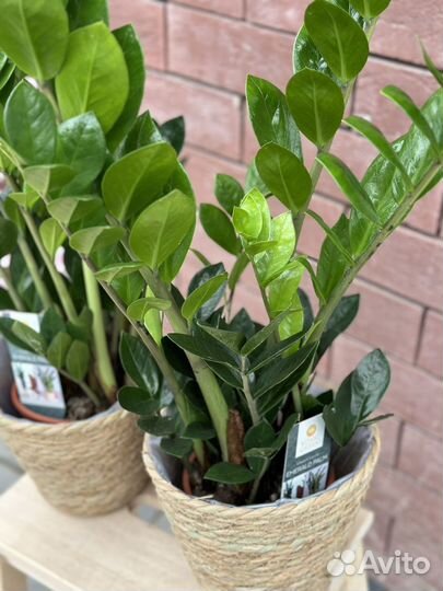 Замиокулькас emerald