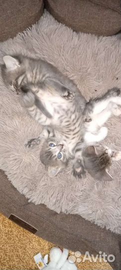 Котята +подарки