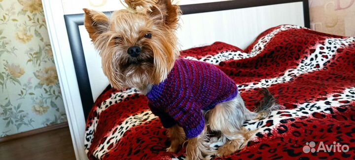 Одежда для собак