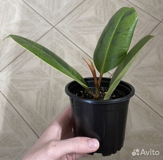 Фикус эластика шривериана