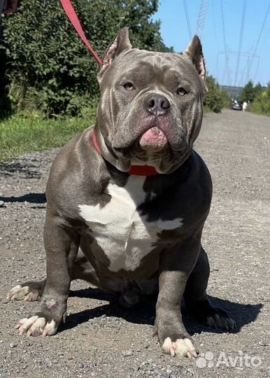 Ам булли кобель вязка