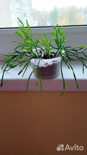 Комнатные растения и цветы