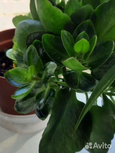 Цветы комнатные