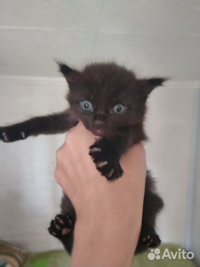 Котенок мейкун смесь