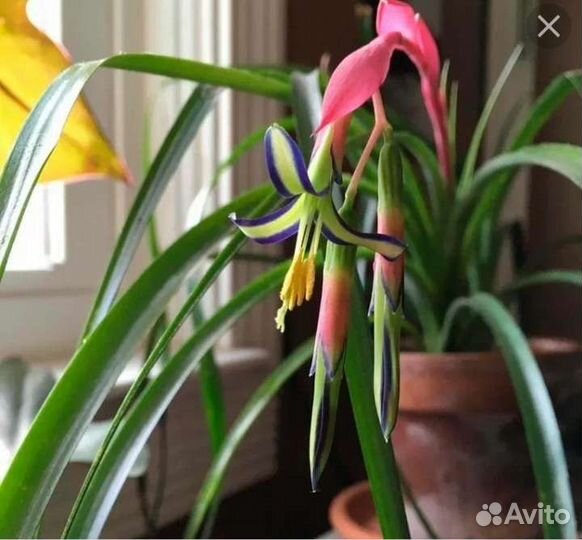 Бильбергия