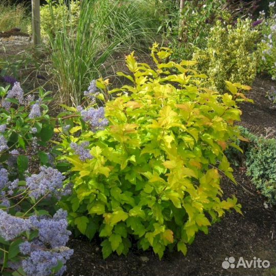 Пузыреплодник Ангел Голд