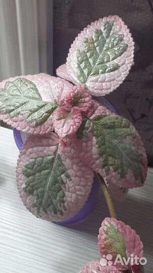 Эписция акварельная