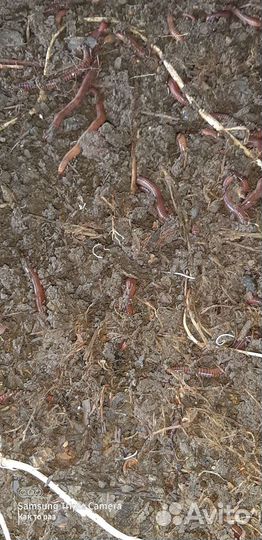 Черви для рыбалки