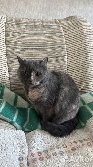 Передержка кошек и собак зоогостиница зооняня