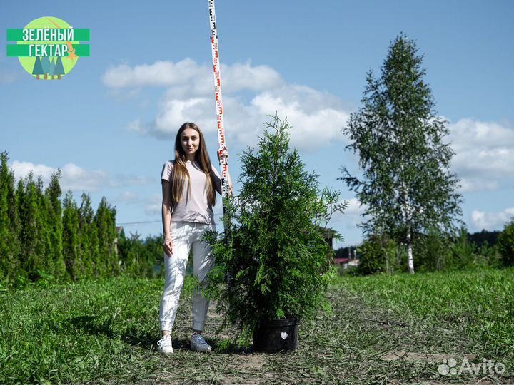 Туя брабант 1,2 м свежая копка 2023