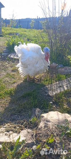 Взрослые гуси и индюки