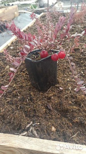 Клюква крупноплодная