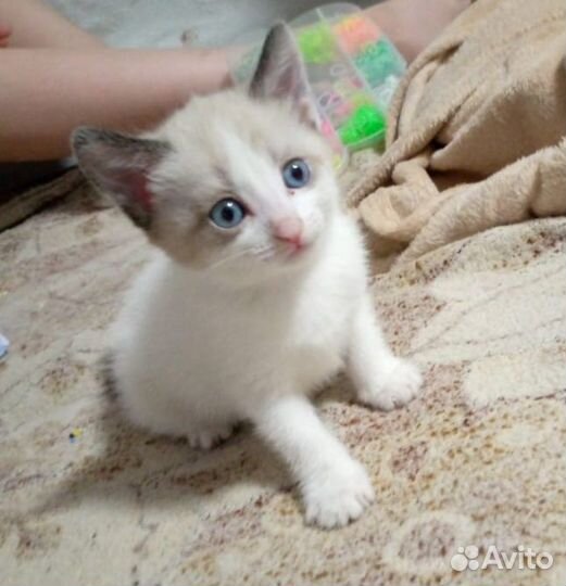 Кошка в дар бесплатно