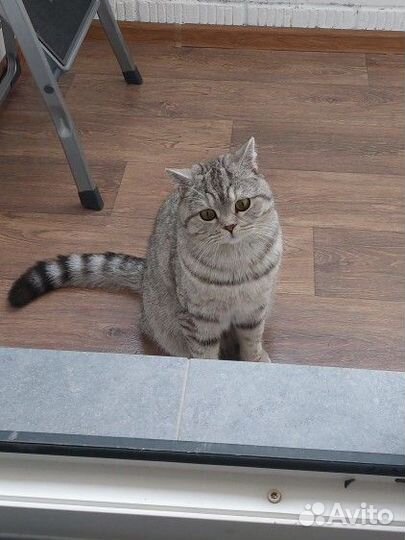 Британская кошка