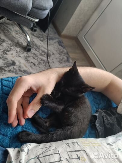 Котик в добрые руки