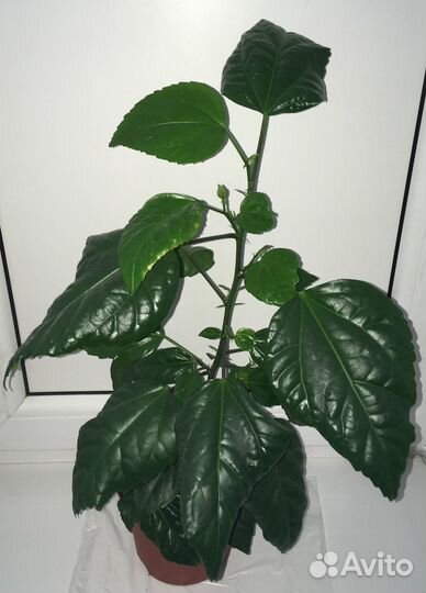 Китайская роза в горшке