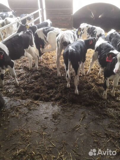 Бычки телята С нашей фермы