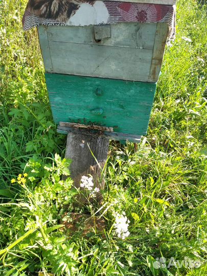 Улей с пчелами