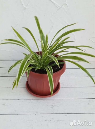 Хлорофитум