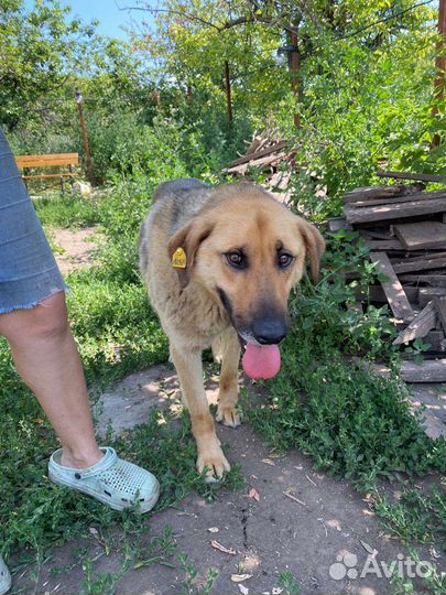 Рыжик ищет дом