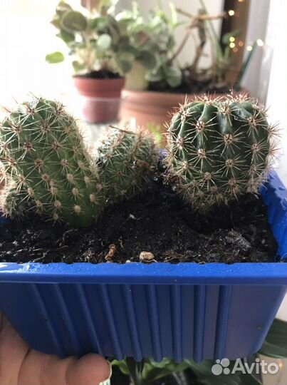 Кактус и его детки