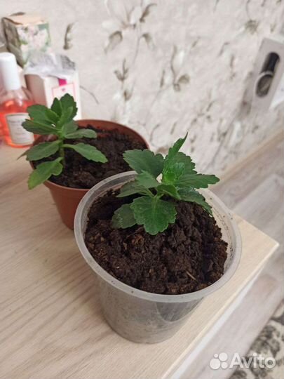 Комнатные цветы каланхоэ