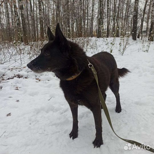 Старенькой Мухе тяжело жить в приюте