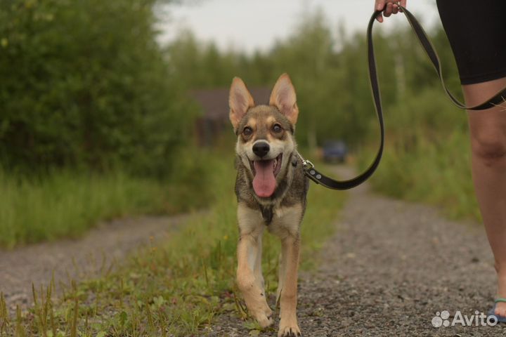 Щенок бесплатно