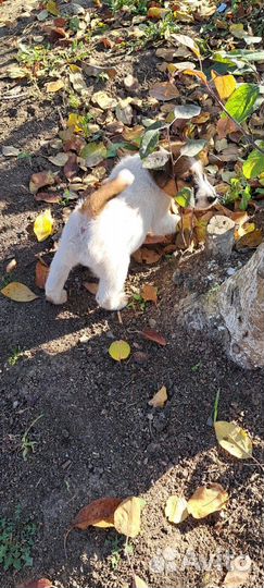 Фокстерьер