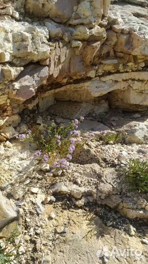 Чабрец, тимьян, чебрец