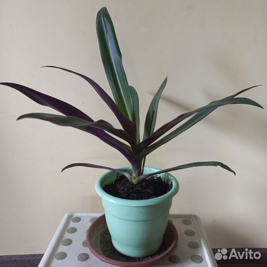 Традесканция рео