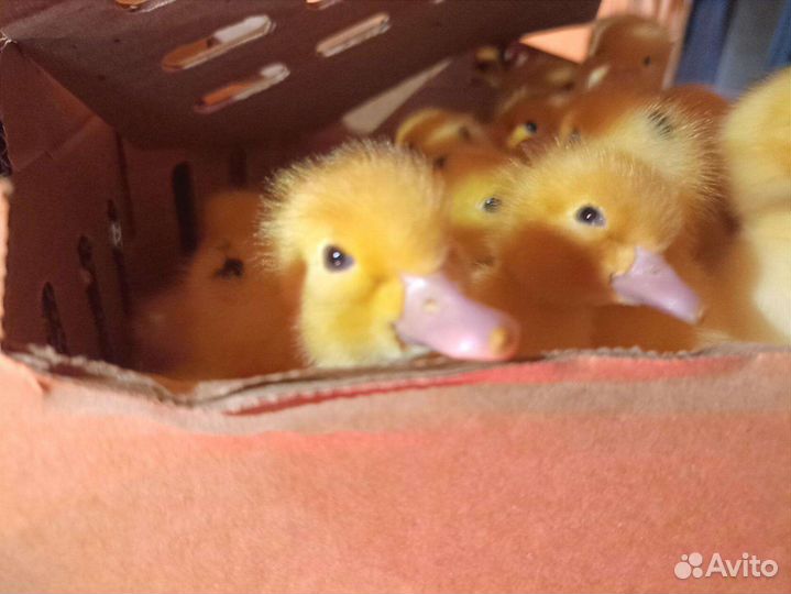 Утята Мулард на 4 августа