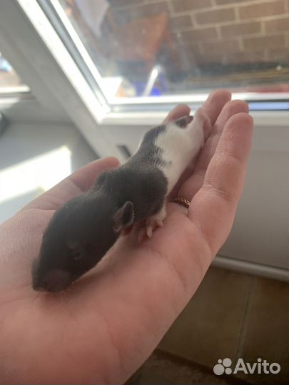 Декоративные крысята