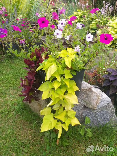 Ипомея батат