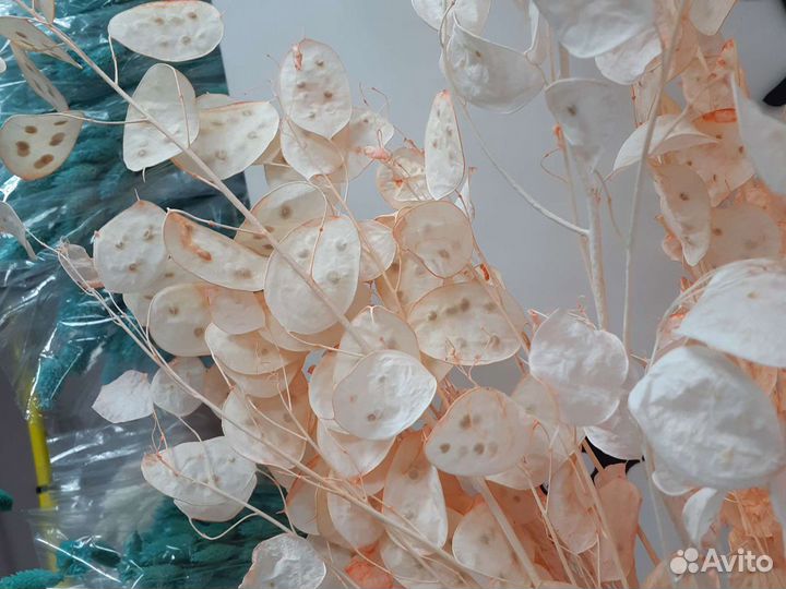 Лунария сухоцветы