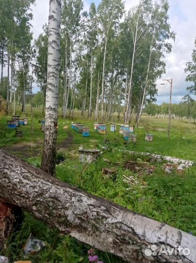 Мед разнотравье, своя пасека 250км Ивановы