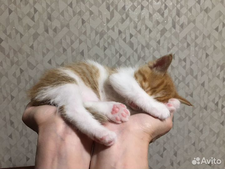 Отдам котенка