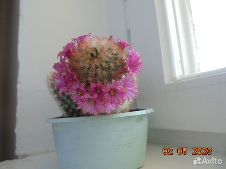 Кактус 3в1 h 11.5, 10,5 и 5см.Доставка бесплатно