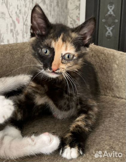 Трехцветный котенок