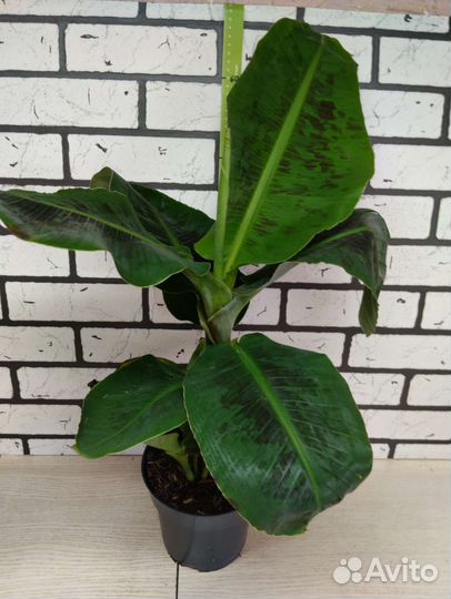 Банан комнатный
