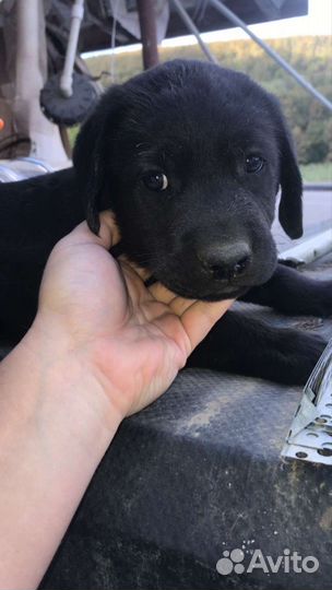 Лабрадор ретривер