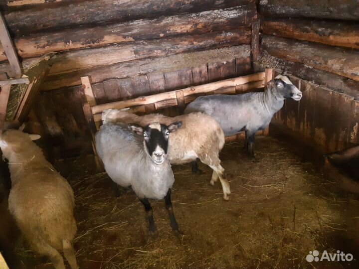 Овцы романовские покрыты катумским