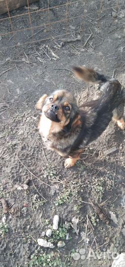 Щенок в добрые руки бесплатно маленькая порода