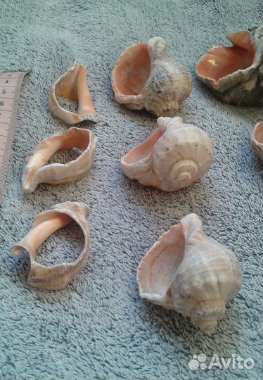 Раковины ракушки в аквариум
