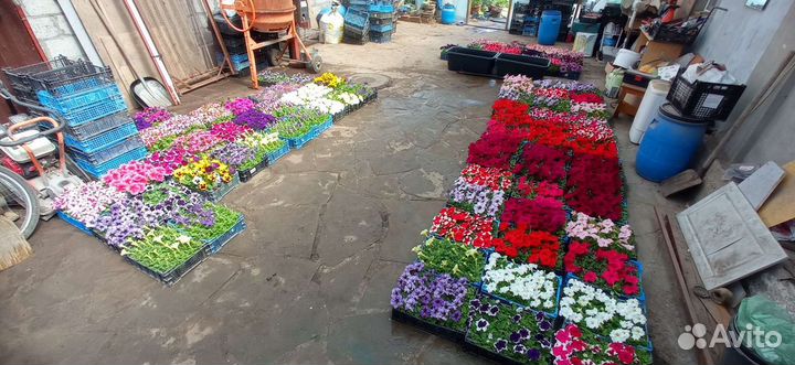 Рассада цветов