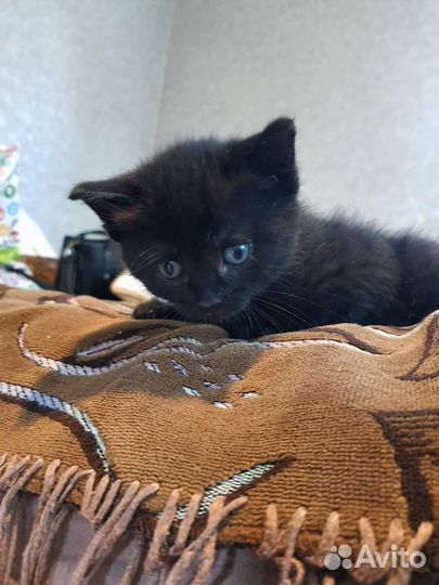 Котята бесплатно