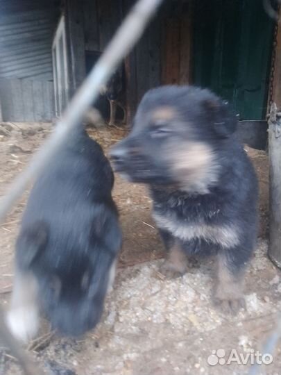 Немецкая овчарка