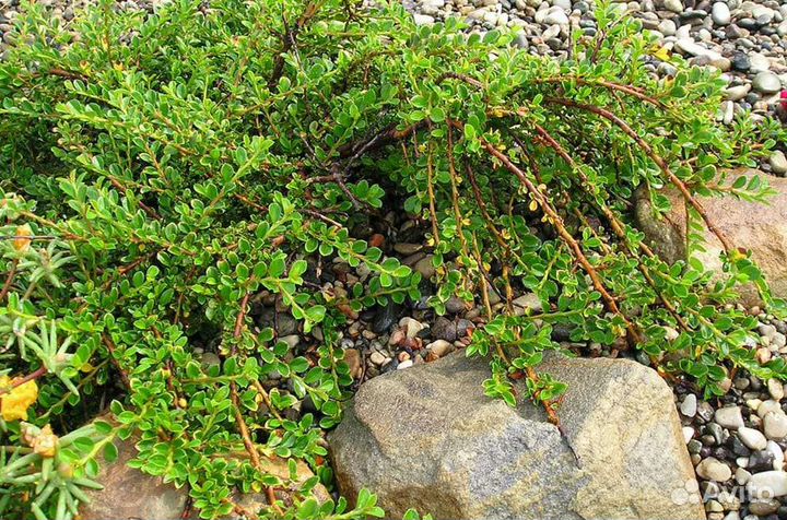 Кизильник стелющийся Корал Бьюти